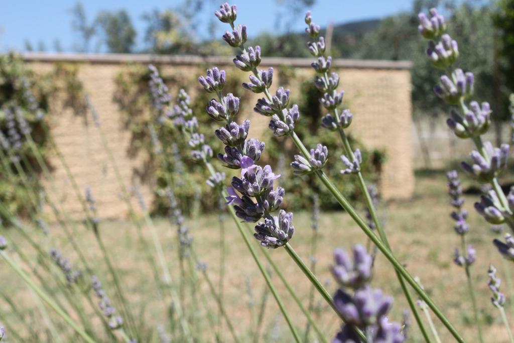 Il Piratello - Agriturismo Baldeschi Tuoro sul Trasimeno Buitenkant foto
